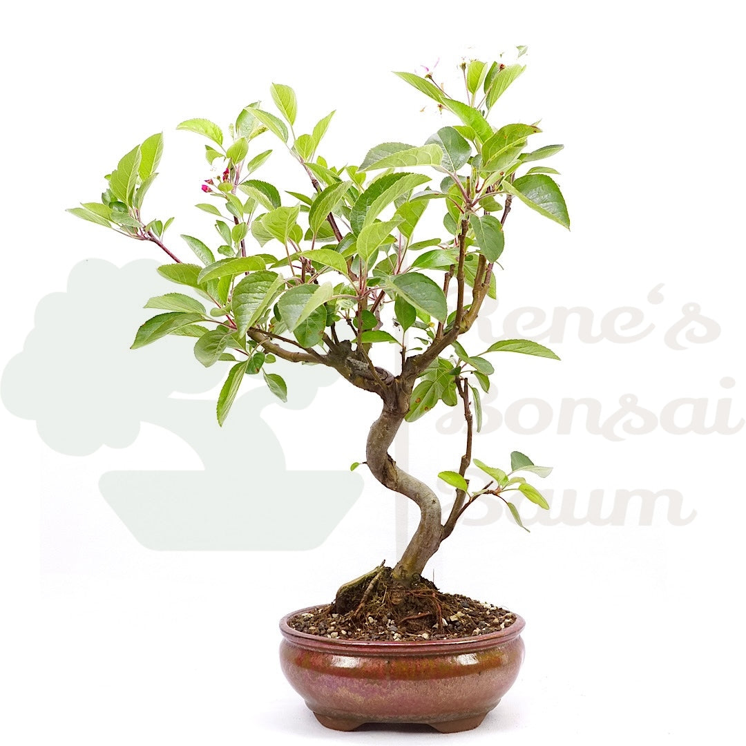 Zierapfel 'Malus spec.'